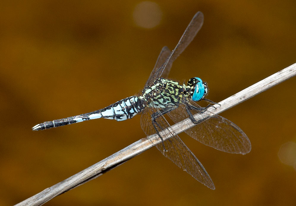 Acisoma inflatum male